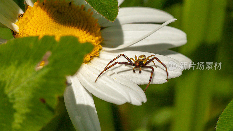 黄花蟹蜘蛛，(Misumena vatia)，蟹蜘蛛，可变thomise。